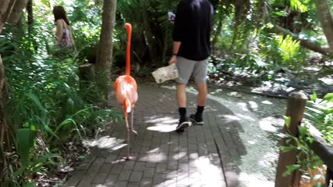 Flamingo walking with Andrei