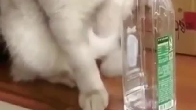 001 - Funny Cats