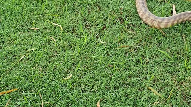 Black Headed Python roaming time.