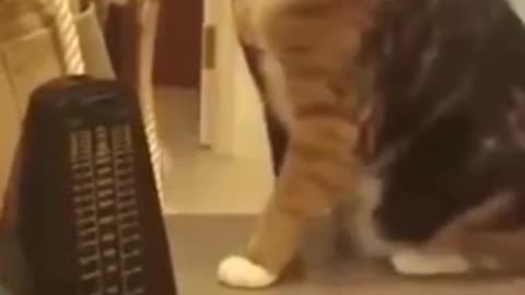 Funny cat