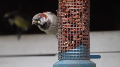 bird picks