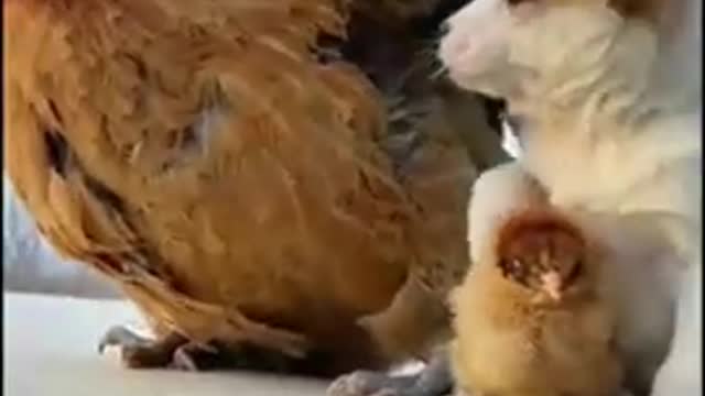 dog kids baby with hain baby with egg amazing video clip