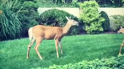 Deer goes crazy backyard