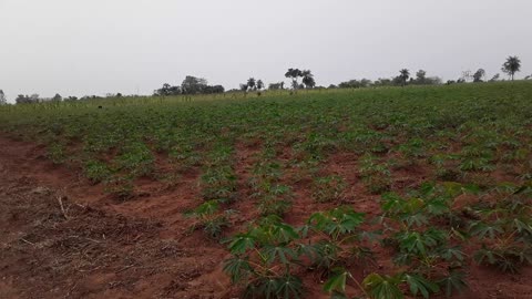 Plantas de Yuca