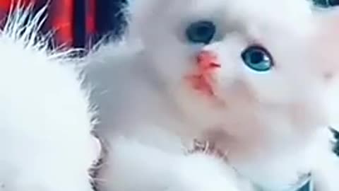 Cute Funny Cat