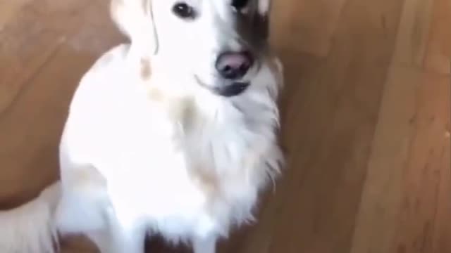 Top Funny Cute Dog Videos and TIKTOK Compilation