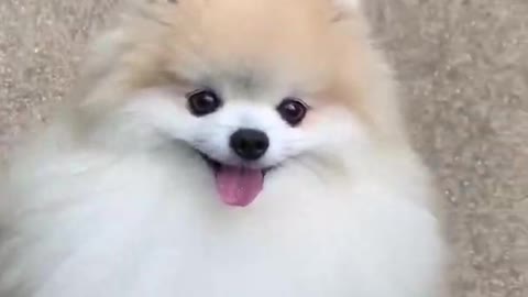 Cute dog