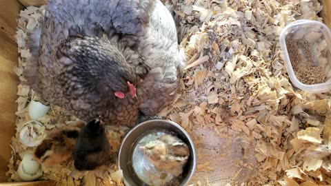 New chicks 1 day old