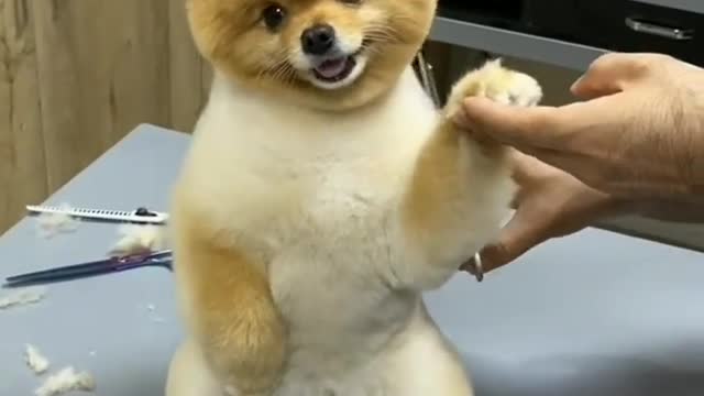 Funny Dog Videos I How cute is it? π»π»π»βΊοΈπ₯°π₯°π»π»