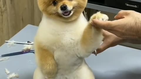 Funny Dog Videos I How cute is it? 😻😻😻☺️🥰🥰😻😻