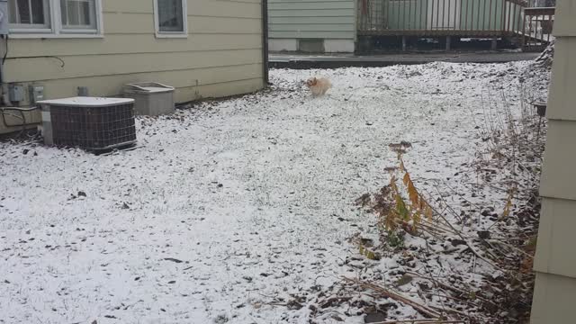 Cockapoo Puppy Reacting to Snow!