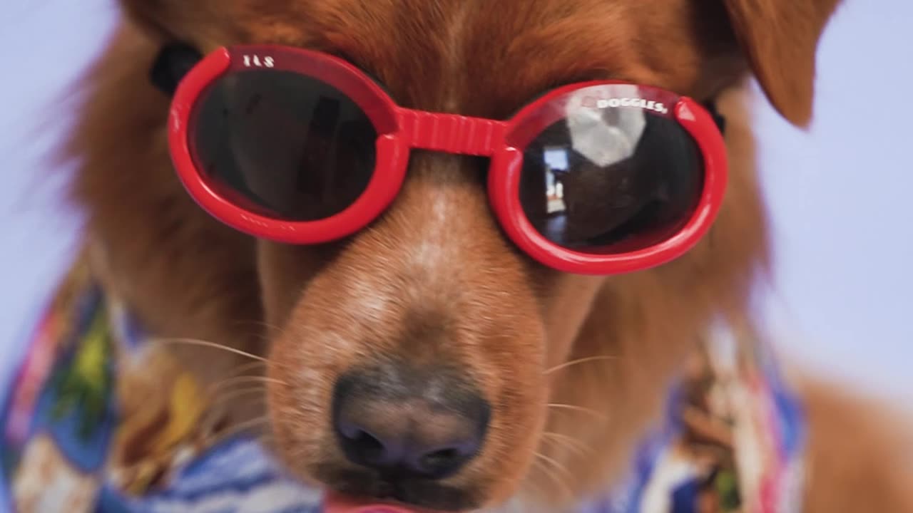 A Dog with Red Sunglasses