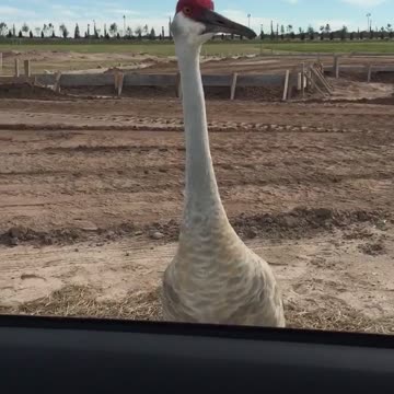 Grullas canadienses rodean completamente a una mujer en un vehículo