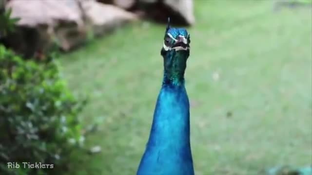 FUNNY PEACOCK SOUNDS