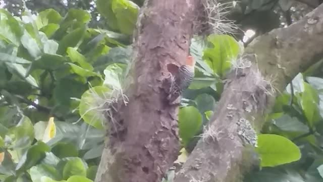 pájaro carpintero trabajando