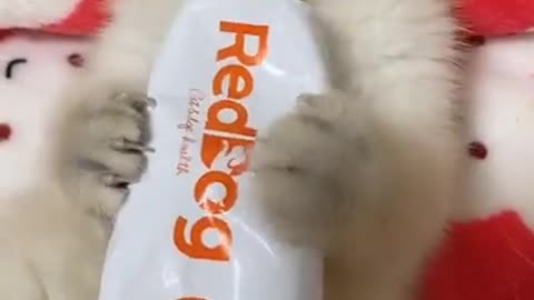 Baby Cat, Cute Cat and Lovely cat