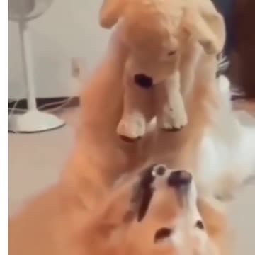 Very Cute funny dog video