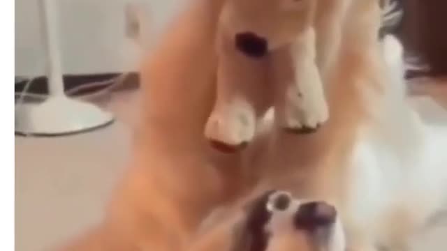 Very Cute funny dog video