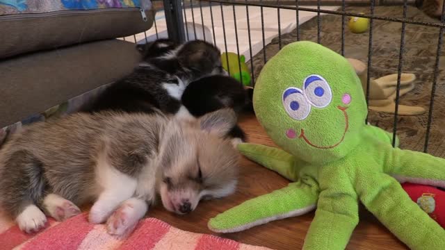 Caesar sleeping next to his favorite toy