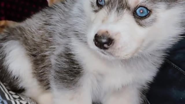 Dogs & Puppies — husky life . Too funny!