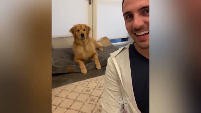 Best Pet funny videos till date