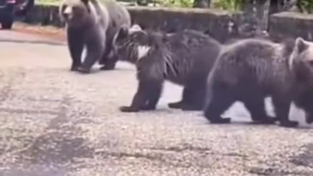 🐻 ayı