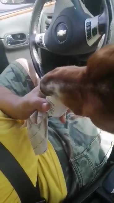 pup cup from star bucks