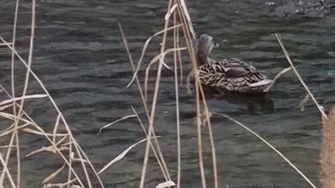 A duck couple in the River