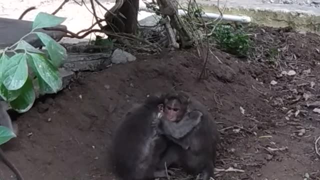 Monkeys fight