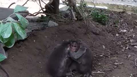 Monkeys fight