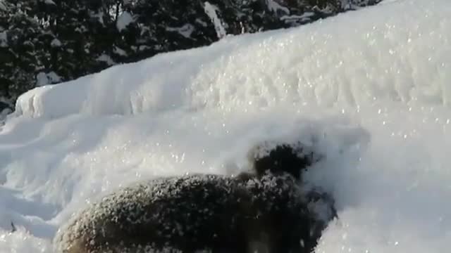 bunny in the snow
