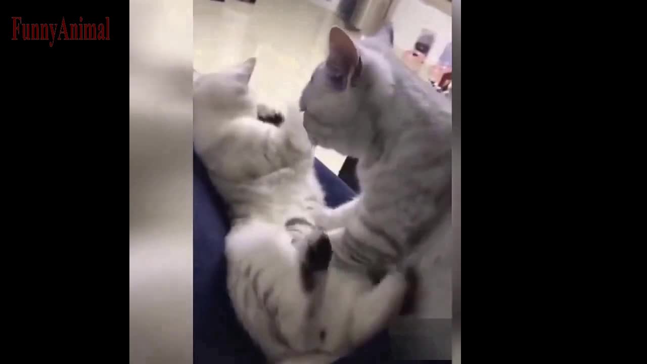 The Best FUNNY CATS Videos - Funny Animal