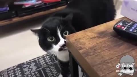 So Funny Cats Talking Videos !! Can Speak very well better than us !! Compilations Kittens Cats