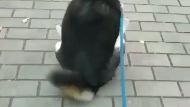 🤣 Awesome Funny Pet Animals Life Videos 😇