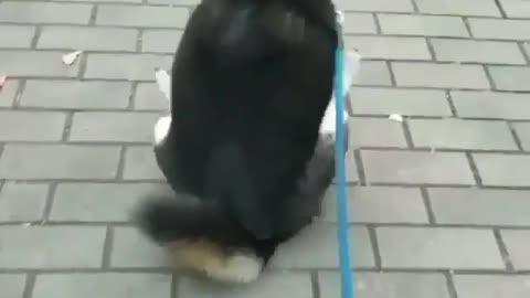 🤣 Awesome Funny Pet Animals Life Videos 😇