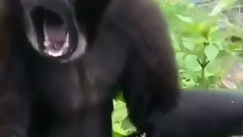 Chimpanzee