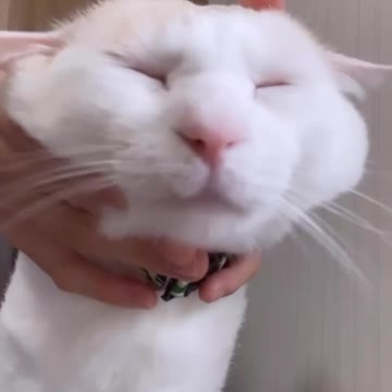 Have you seen a cat so slowly?