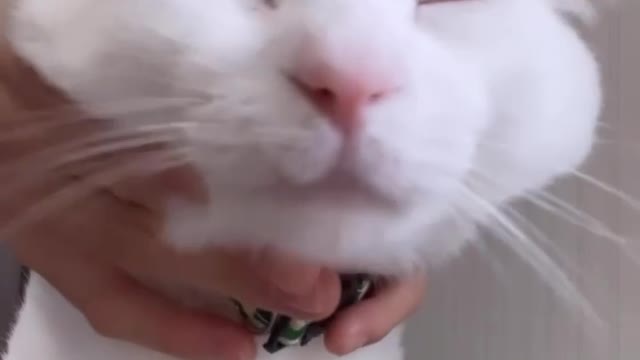 Have you seen a cat so slowly?