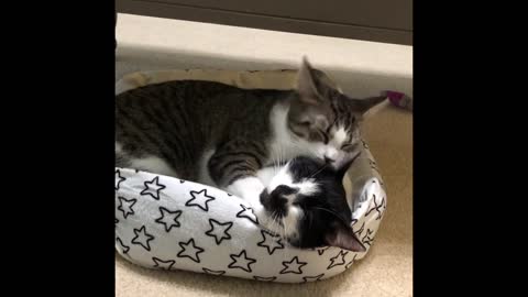 Cute Cats Have The Most Special Relationship With his girl friend