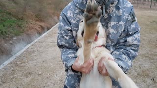 Cute retriever after a walk