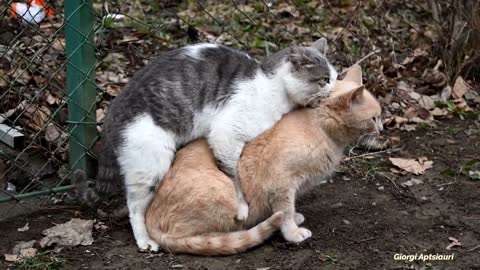 Mating Cats Hard (successfully) (PART 2)