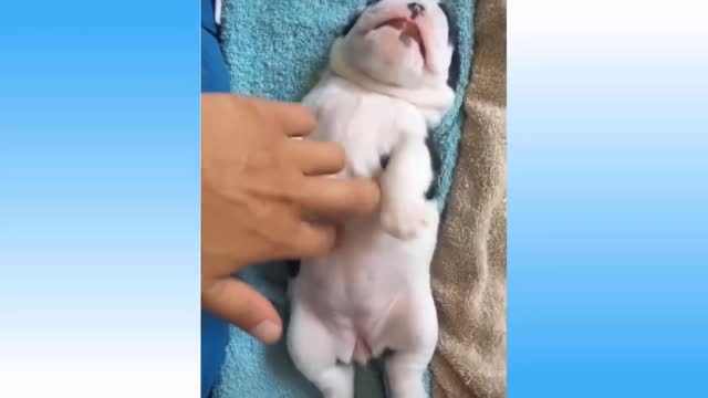 Top Funny Cat Dog Videos of The Weekly