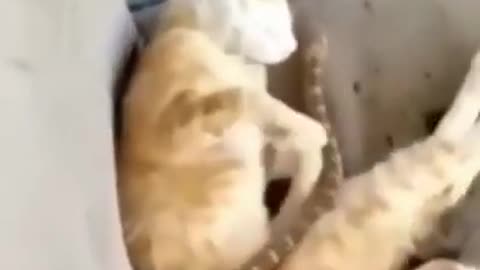 Funny video of cat and snake