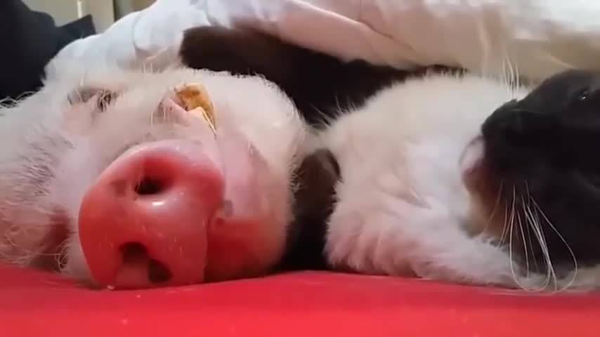 Cat lull pig sleeping so cute | Funny Pets