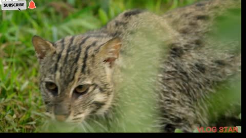 Fishing Cats _ Masters of the Water _ Big Cats