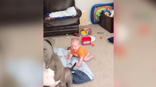 Cute Dogs and Babies are Best Friends - Funny Pet Videos