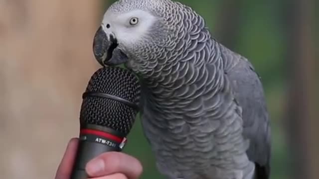Talking parrot2