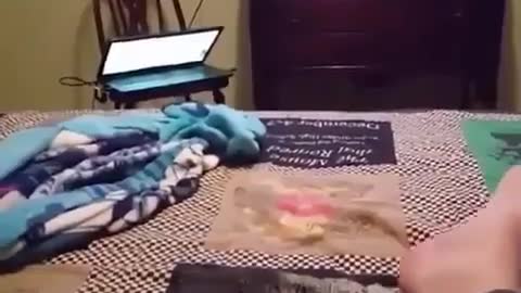 Dog Gets A Lesson Of The Night