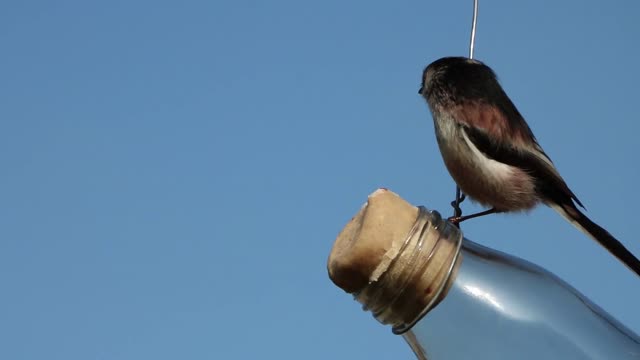 A very cool video of a very beautiful little bird eating