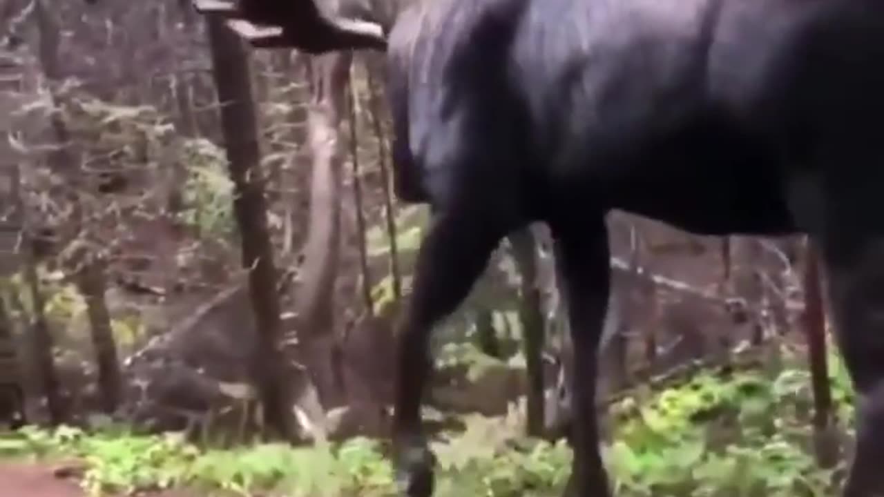 How does such a large animal even walk through the forest?